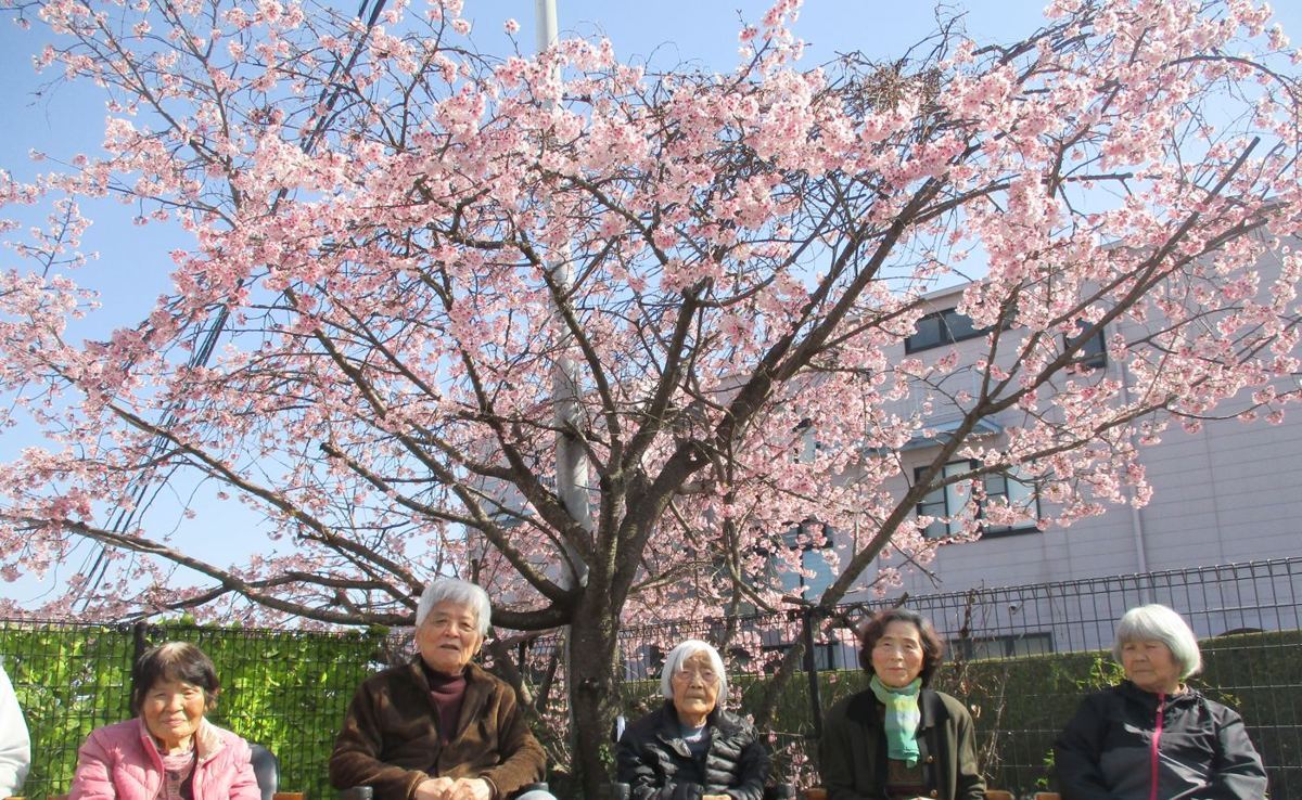 満開の桜の下でお花見
